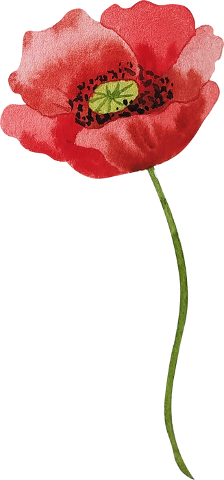 Red poppy flower watercolor